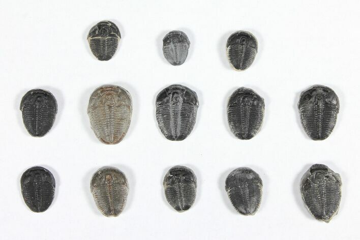 Lot: / Elrathia Trilobites - Pieces #91940